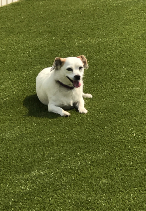 K9Grass for Your Pets