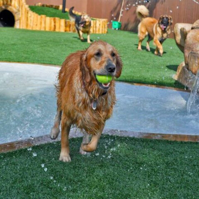 K9Grass vs. Natural Grass: Which Is Best for Your Dog?